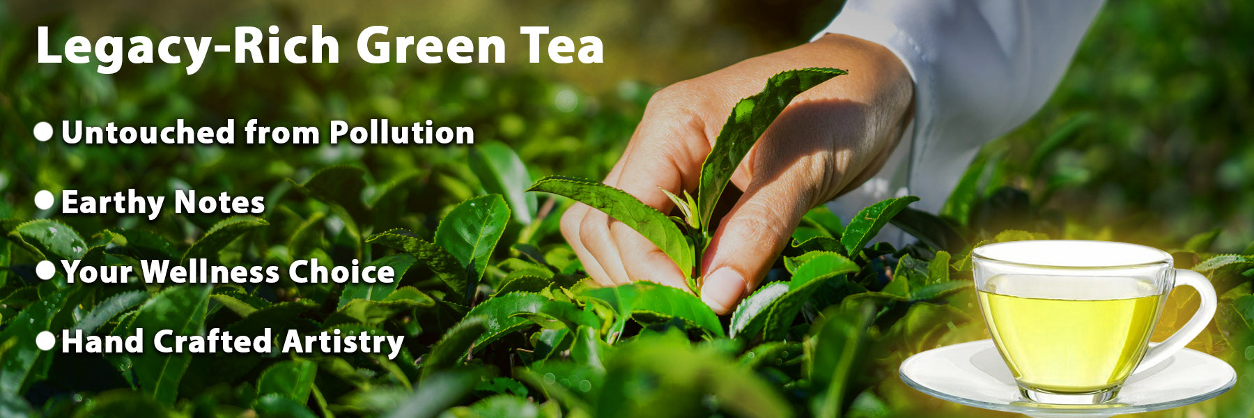 Hand picking tea leaves with a cup of tea, surrounded by greenery, and text about legacy-rich green tea.